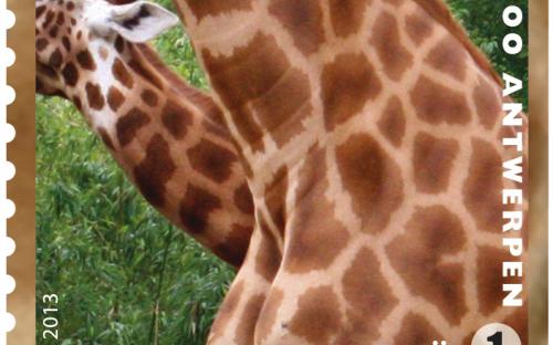 13 mei: Natuur 2013, Zoo van Antwerpen, Giraf