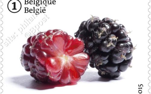 29 juni: Vergeten fruit (Zwarte Moerbei)