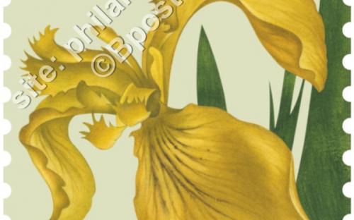 24 oktober: Bloemen, Gele Iris