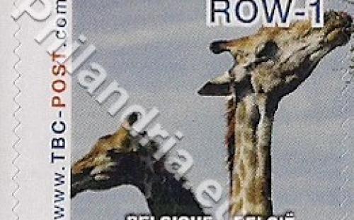 18 februari: ROW-1: Giraf 3