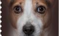 27 januari: Honden naderbij (Jack Russel Terrier)