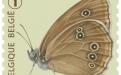 6 oktober: Vlinders van M.Meersman, Koevinkje (Rolzegel)