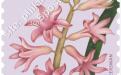 24 oktober: Bloemen, Hyacinth