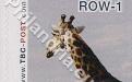 18 februari: ROW-1: Giraf 1