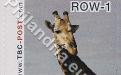 18 februari: ROW-1: Giraf 2