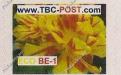 ECO BE-1 (€0.63) - Keukenhof, Tulipa Monsella